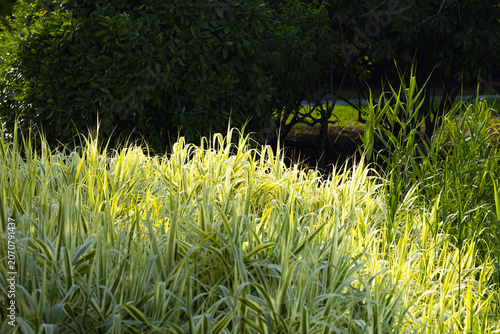Sunlit Ornamental Grasses in a Lush Garden