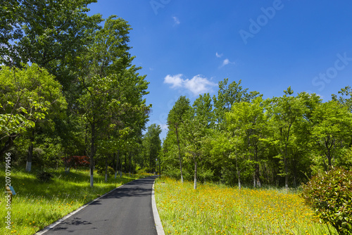 Scenic Park Path Through Spring Trees and Wildflowers