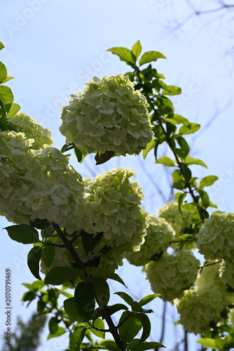 White Hydrangea Flowers Blooming Against Blue Sky