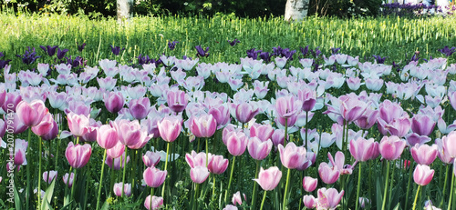 Colorful Tulips Blooming in a Spring Garden