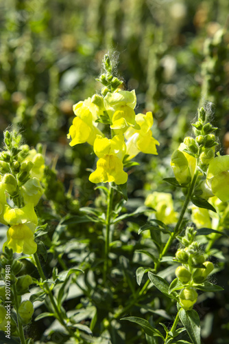 Yellow snapdragon flowers blooming in garden sunlight