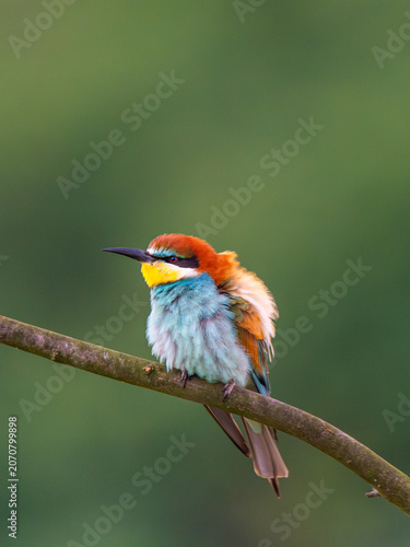 A vibrant European bee-eater perched on a slender branch against a smooth green background. 