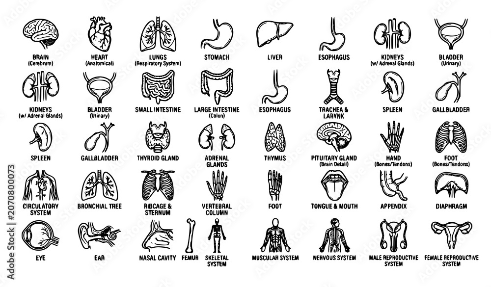Fototapeta premium Human Internal Organs Hand Drawn Monoline Icon Mega Set Vector Illustration