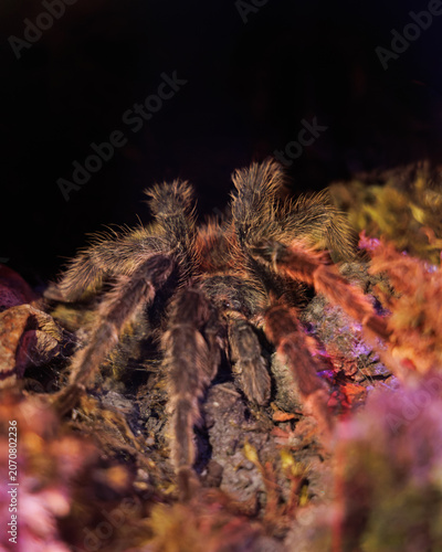 Artistic close-up photograph of a hairy tarantula resting among textured natural substrate under dramatic colored lighting. Shallow depth of field emphasizes texture, atmosphere and the animal’s prese