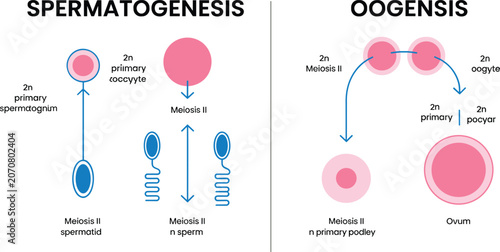 Photos Spermatogenesis and oogenesis cell division diagram vector showing gametogenesis