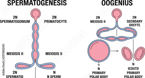 Foto Spermatogenesis and oogenesis cell division diagram vector showing gametogenesis