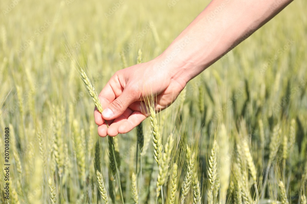 Fototapeta premium Man touching wheat spikes in field, closeup