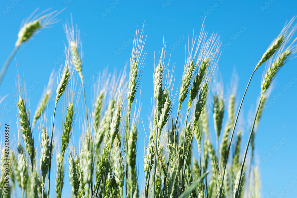 Fototapeta premium Wheat spikes growing in field outdoors, closeup
