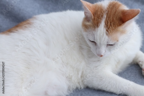 Photos Overweight cat resting on blanket at home