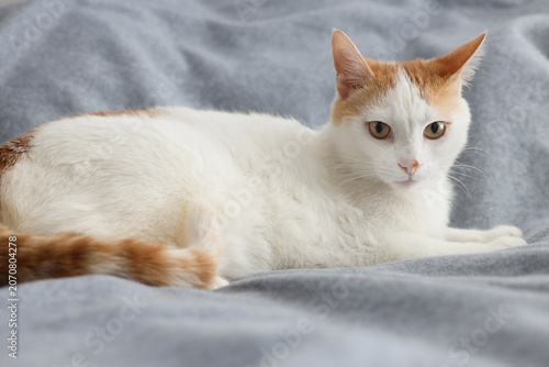 Cuadro en lienzo Overweight cat resting on blanket at home