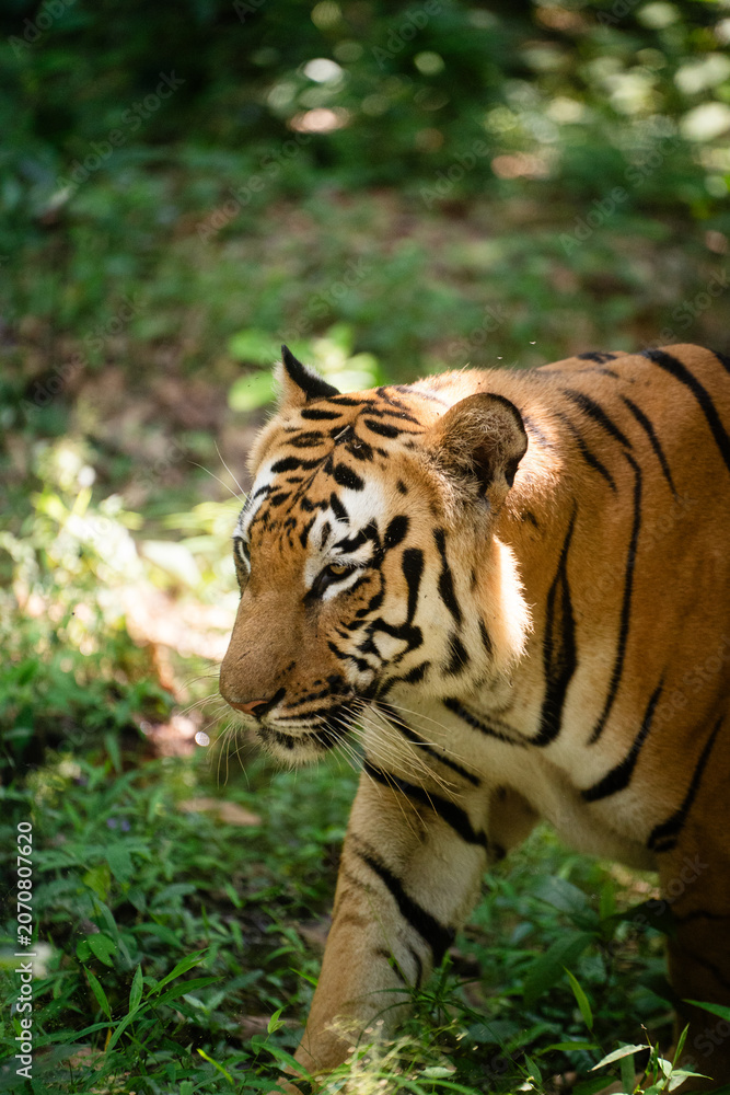 Obraz premium Bengal Tiger