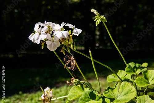 Photography White geranium flowers on a green background