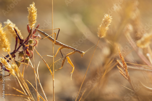 Diagonal macro shot of a brown Mediterranean dwarf mantis climbing on dry grass stalks during a warm summer sunset in Crete, Greece