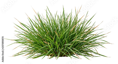 Fotografie Dense bush of wild green grass tuft plant