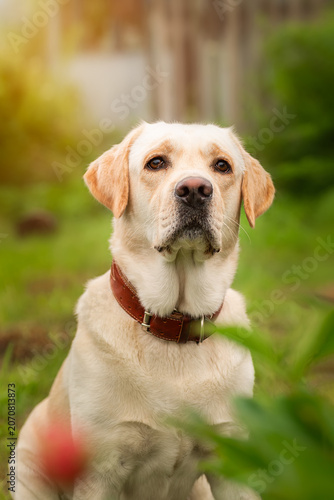 dog labrador retriever fawn color in nature.