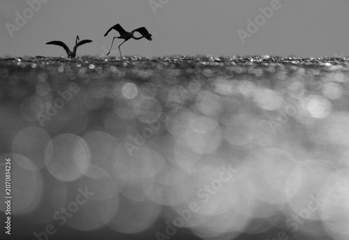 Greater Flamingos takeoff in the morning hours with dramatic bokeh of light on water, Asker coast, Bahrain