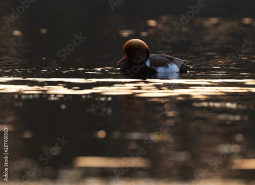 Bild auf Leinwand Red-crested pochard at Purbasthali oxbow lake during sunset, India