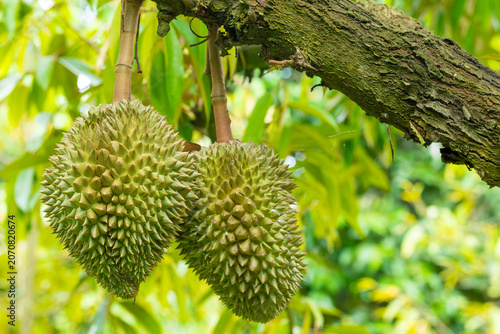 Durian growing on a tree: A fruit from Thailand.