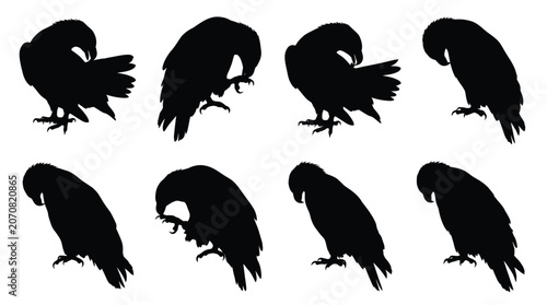 Set of black raven bird silhouettes in different poses Vector