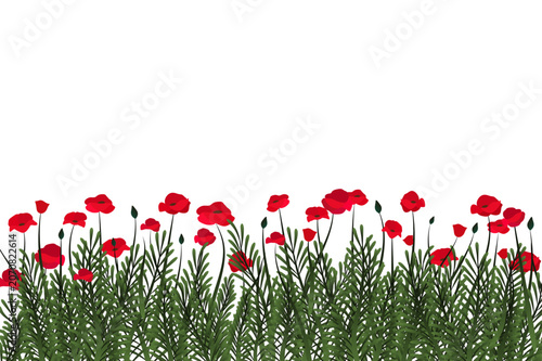 Poppy flowers on white background. Vector illustration