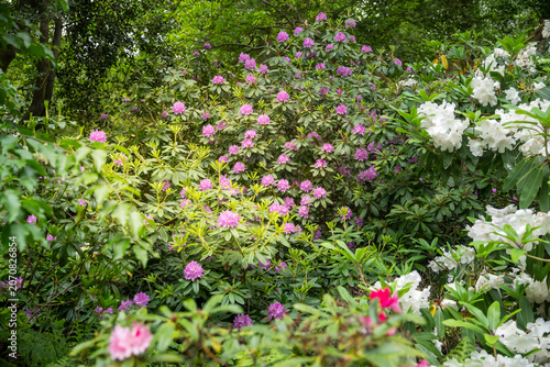 Valokuva Vibrant pink and white rhododendron shrubs growing densely in a botanical garden