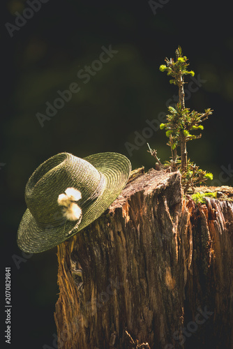 green hunting straw hat with cotton flowers on a tree trunk with a young spruce, at a sunny summer morning