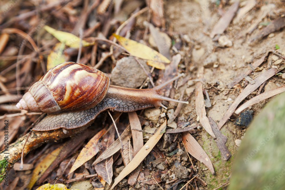 Fototapeta premium Large land snail crawling on forest floor