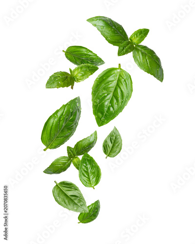 Fresh basil leaves with drops of water floating in the air close-up isolated on a transparent background
