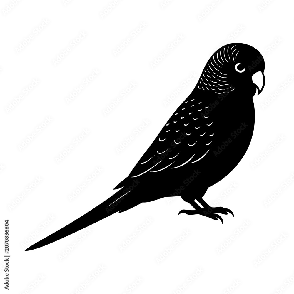 Fototapeta premium Black silhouette budgie bird standing on transparent background isolated graphic