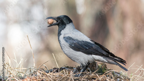 crow on a branch