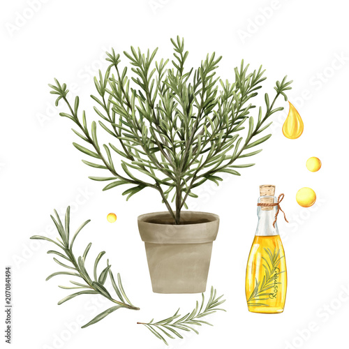 Watercolor Rosemary Set with a Potted Rosemary plant, Rosemary branches, essential oil bottle, oil Drops, Hand drawn botanical Illustration 