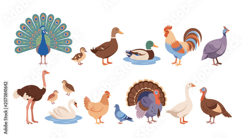 Foto Farm birds vector set