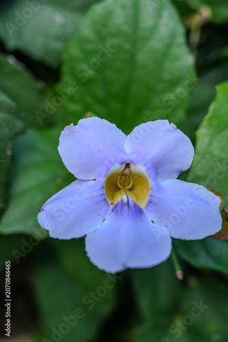 blue and white flowers
