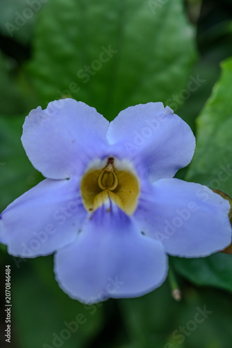 Cute flower under a gloomy sky