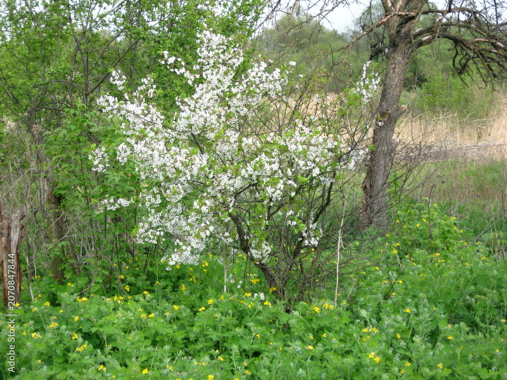 Fototapeta premium Blooming white flowers on shrubs in a lush green setting 