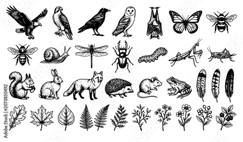 Εκτύπωση καμβά Vintage Engraved Wildlife Vector Bundle with Birds Animals Insects and Botanical