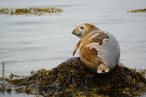 Photography seal