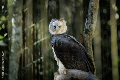 Portrait of a Harpy Eagle (Harpia harpyja) perched on a branch inside a tropical forest environment. Soft natural light reveals feather texture while the blurred forest background creates depth and at