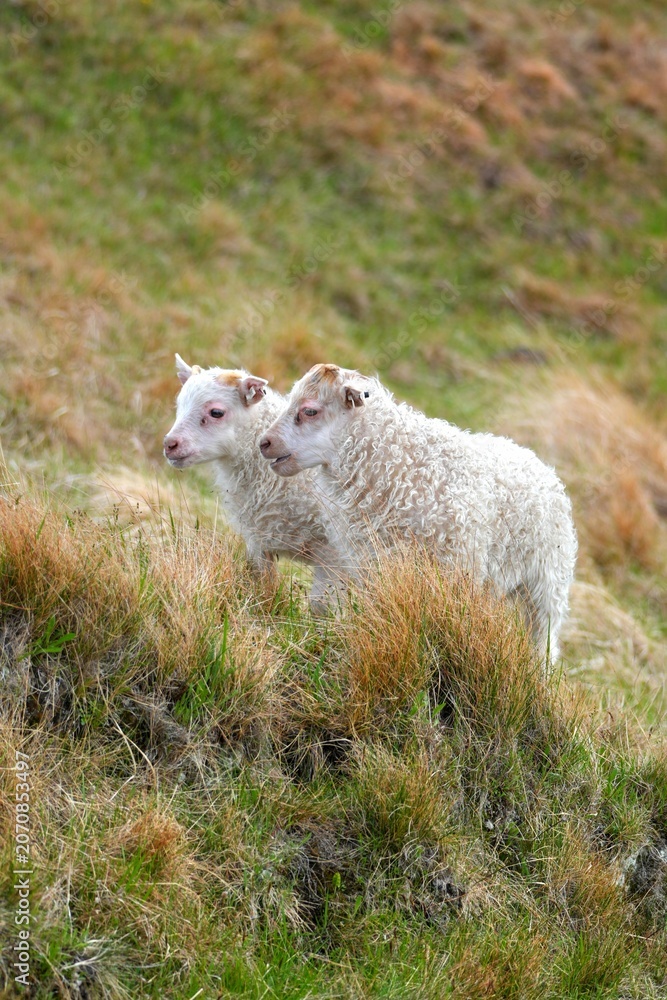 Fototapeta premium lamb in the grass