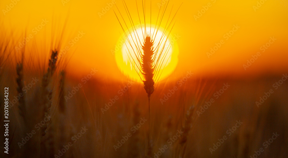 Fototapeta premium Wheat ear in warm sunlight. Wheat ear with golden bokeh. Green wheat ear close up. Backlit wheat ear at sunset.