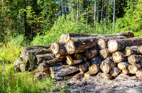 Broken old cut tree logs piled up near a forest road in sunny summer day