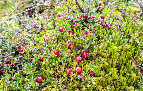 Wild ripe cranberries growing in the moss, autumn harvesting of wild berries. Small cranberry, bog cranberry, swamp cranberry