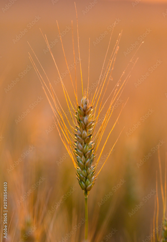 Fototapeta premium Wheat ear in warm sunlight. Wheat ear with golden bokeh. Green wheat ear close up. Backlit wheat ear at sunset.
