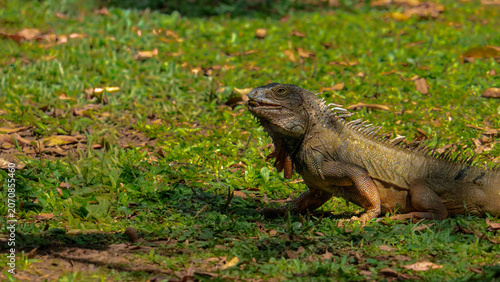 Photography Green iguana walking on grassy field