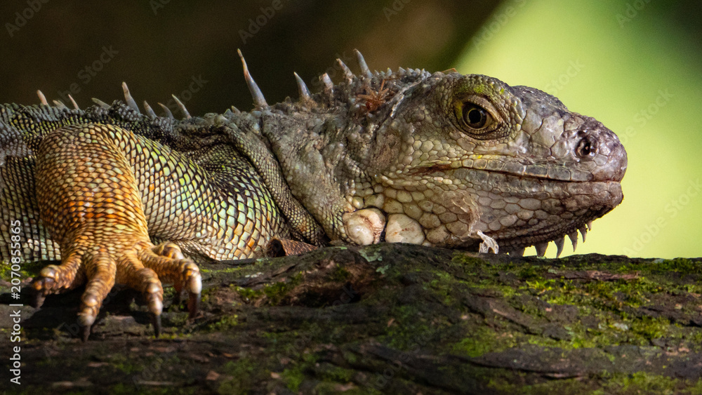 Fototapeta premium Iguana climbing a tree trunk