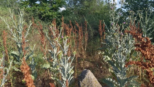 Wild thorny vegetation with silvery leaves and buds in sunlight