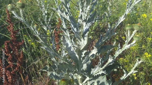 Thistle bush with pink buds and thorny silvery stems among yellow flowers