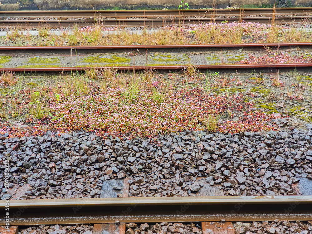 Fototapeta premium Multiple parallel railway tracks with wooden sleepers and dark gravel ballast, extensively overgrown with dense clusters of small pink and white wildflowers, tall grasses, and patches of green moss.