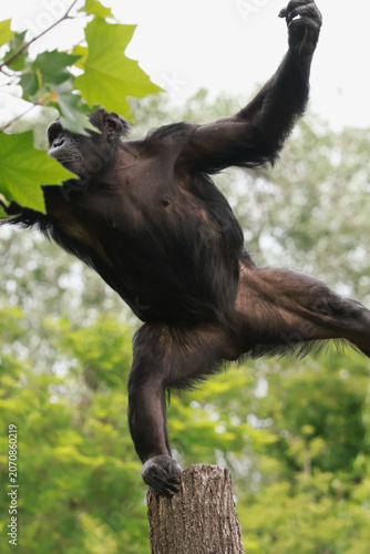 Obraz na płótnie Chimpanzee
