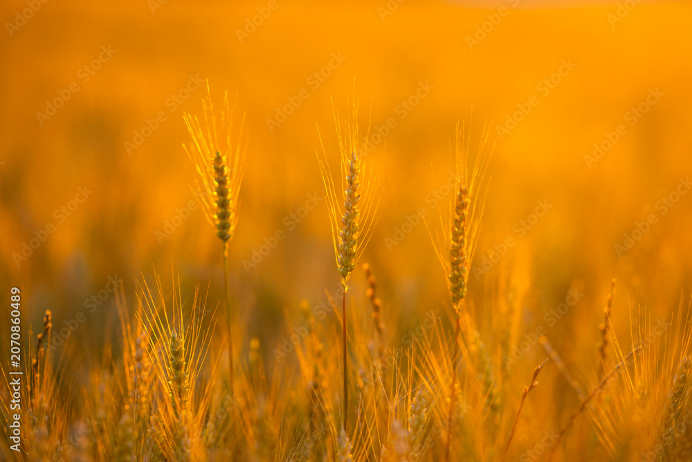 Fototapeta premium Farmland at golden sunset. Farmland with wheat silhouette. Rural farmland background. Agricultural farmland in sunlight.